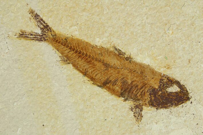 Bargain Fossil Fish (Knightia) - Wyoming #295699